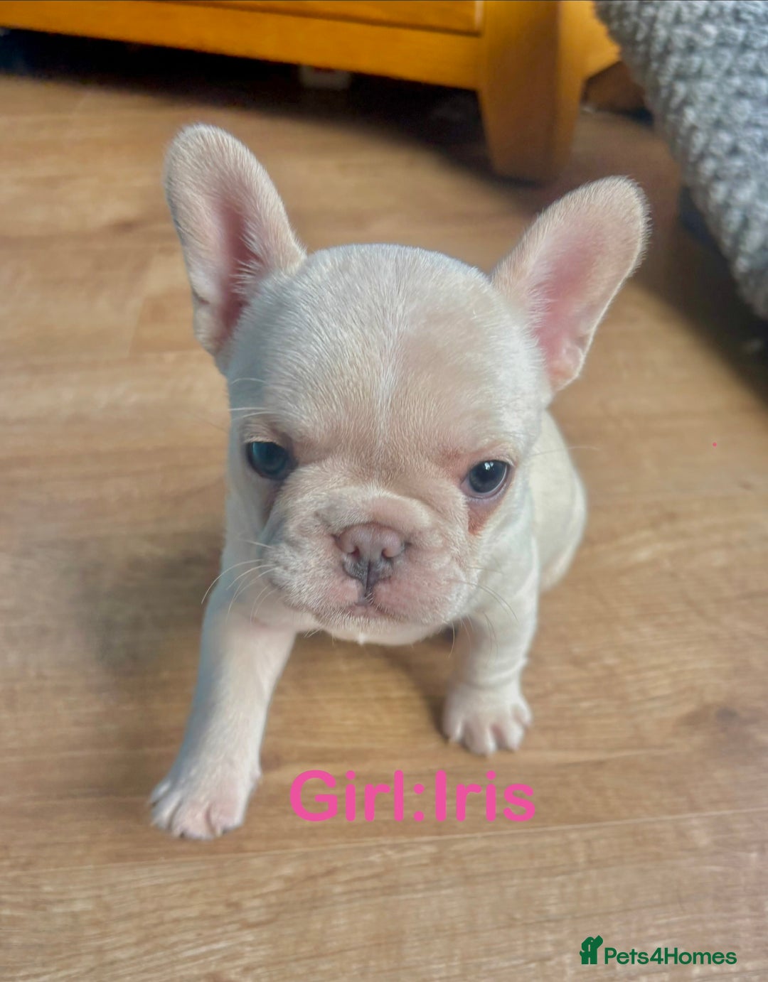 French Bulldog dogs for sale: Only 2 Girls left:French Bull Dog Puppies - Advert 18