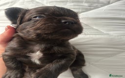 French Bulldog dogs for sale: French bulldogs , one fluffy (like his mum)  - Image 9