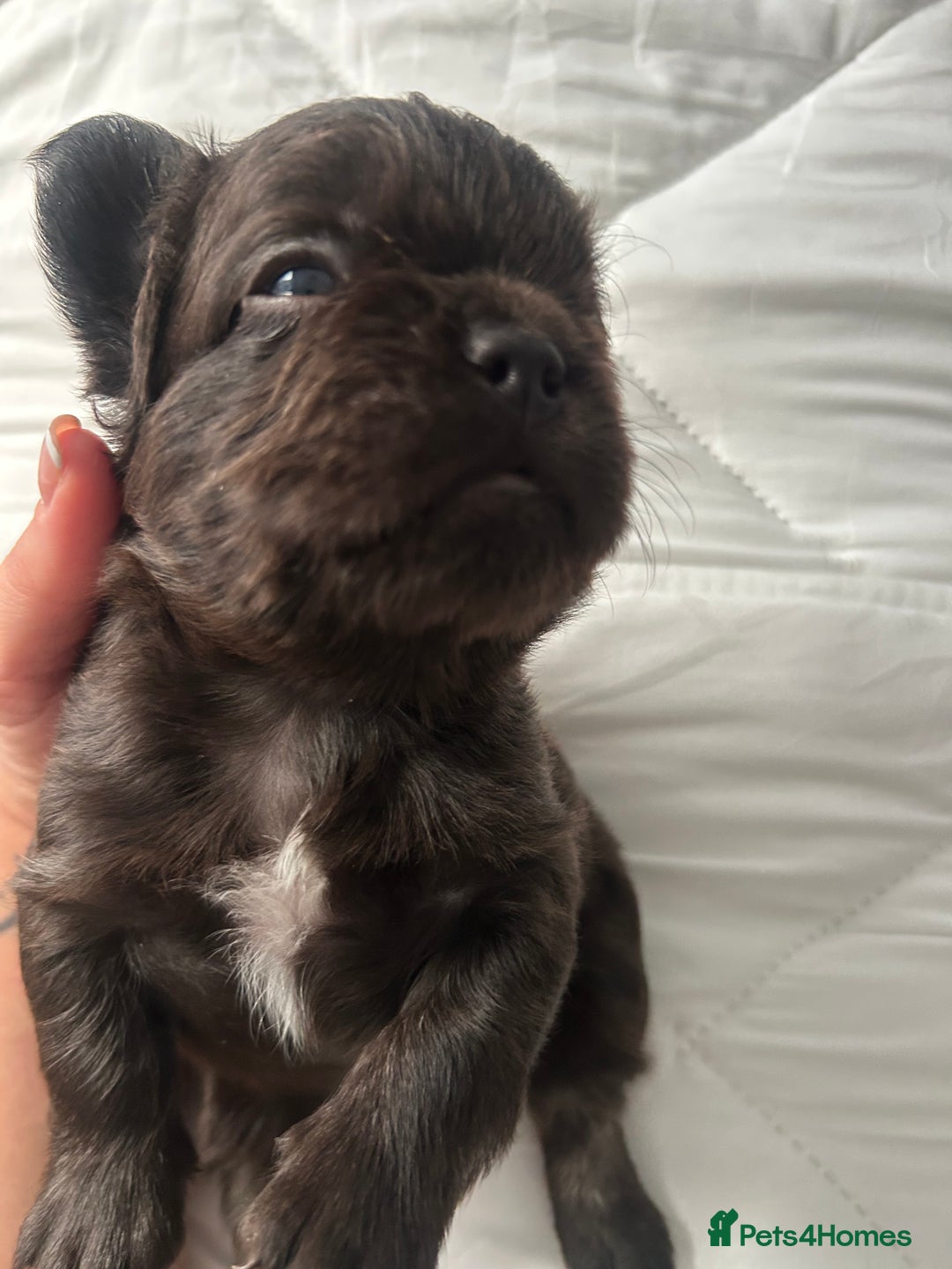 French Bulldog dogs for sale: French bulldogs , one fluffy (like his mum)  - Image 9