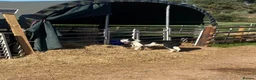 Border Collie dogs for stud: Working Border Collie stud  - Advert 3