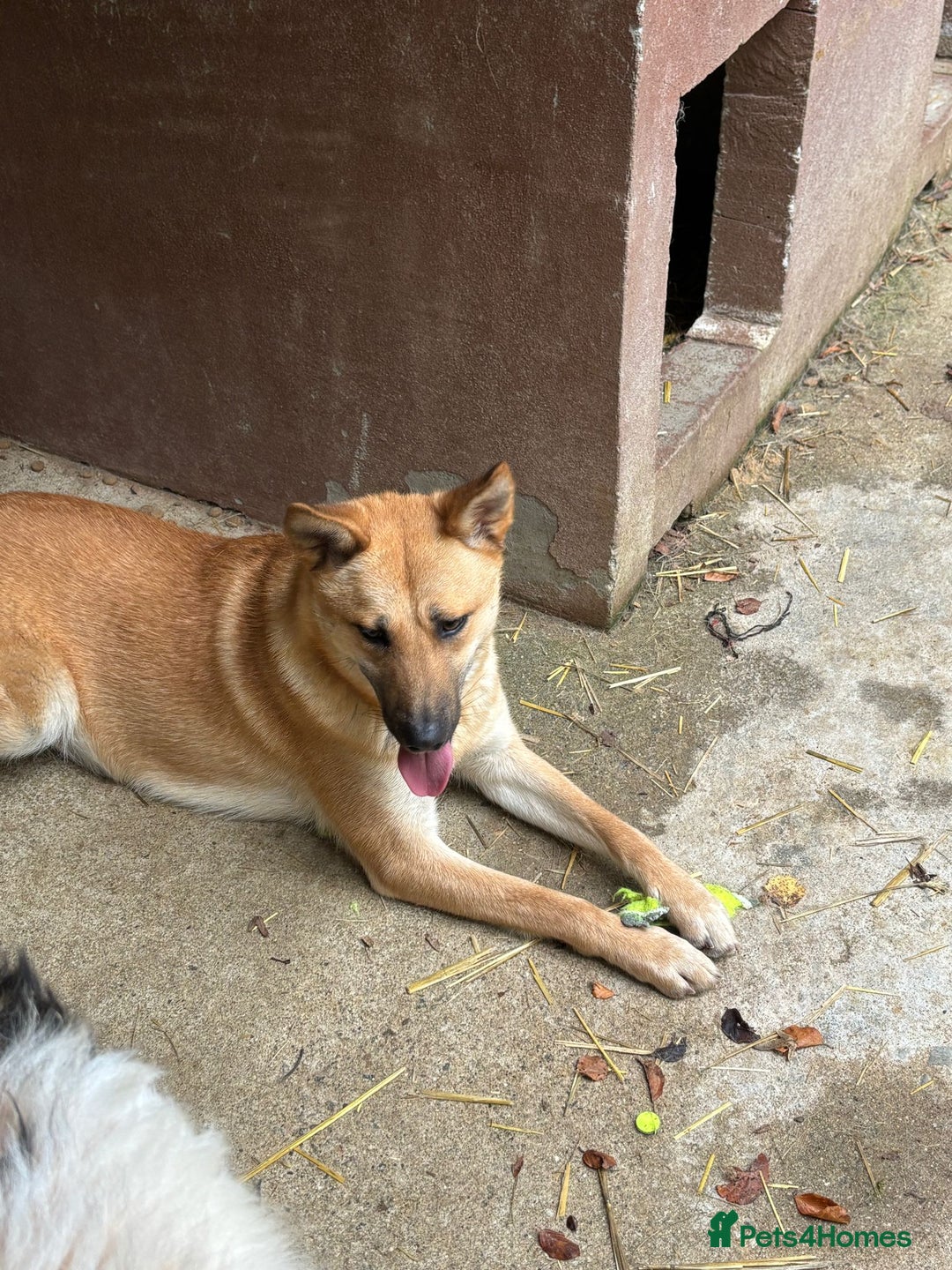 Mixed Breed dogs for adoption: Eva is ready for a second chance  - Advert 4