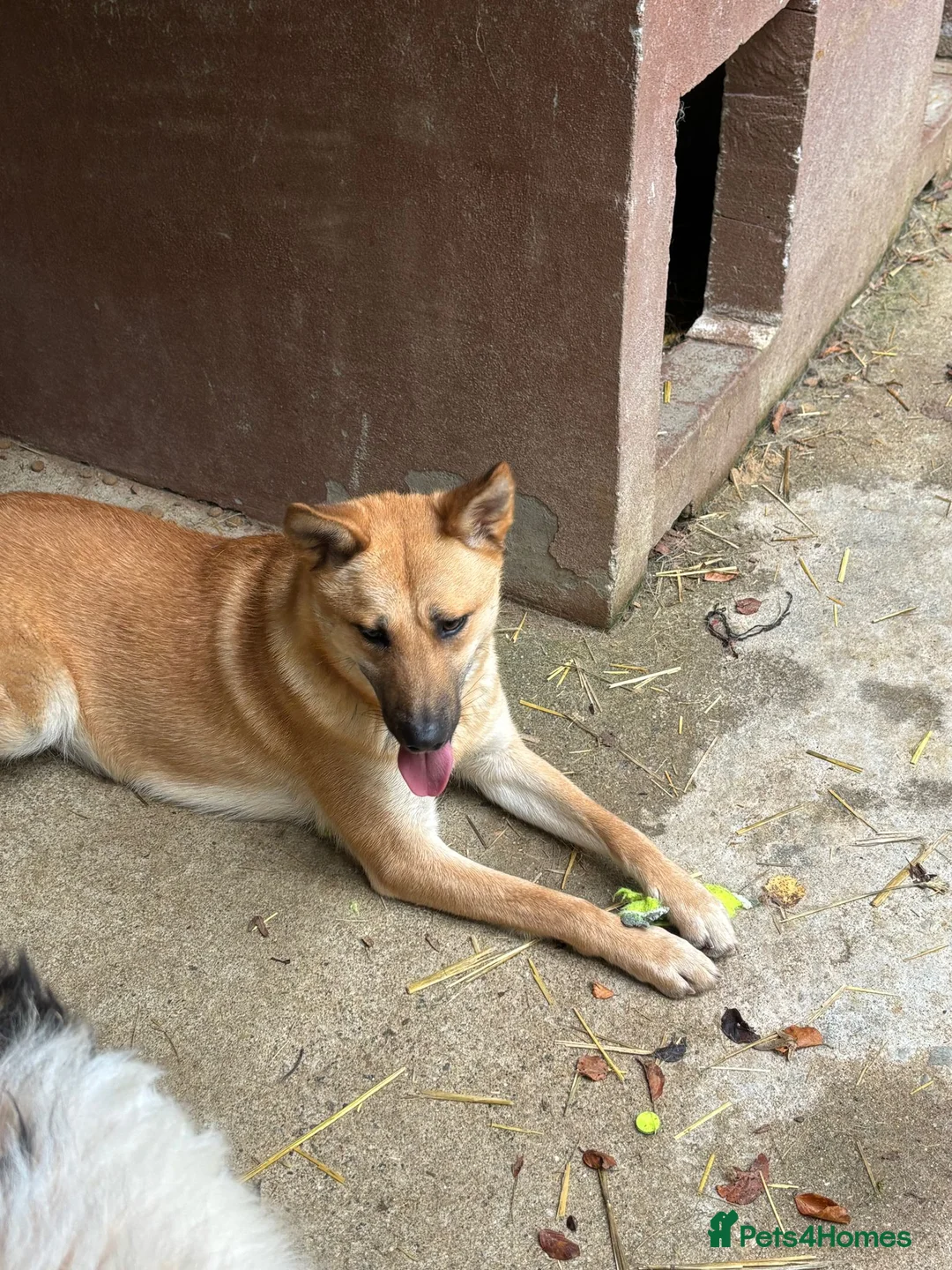 Mixed Breed dogs for adoption: Eva is ready for a second chance  - Advert 4