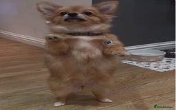 Pomeranian dogs for sale: Beautiful Pomeranian Girl - Image 3