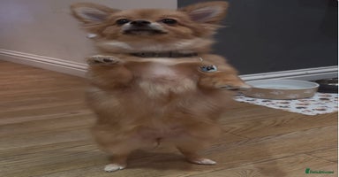 Pomeranian dogs - Advert 1