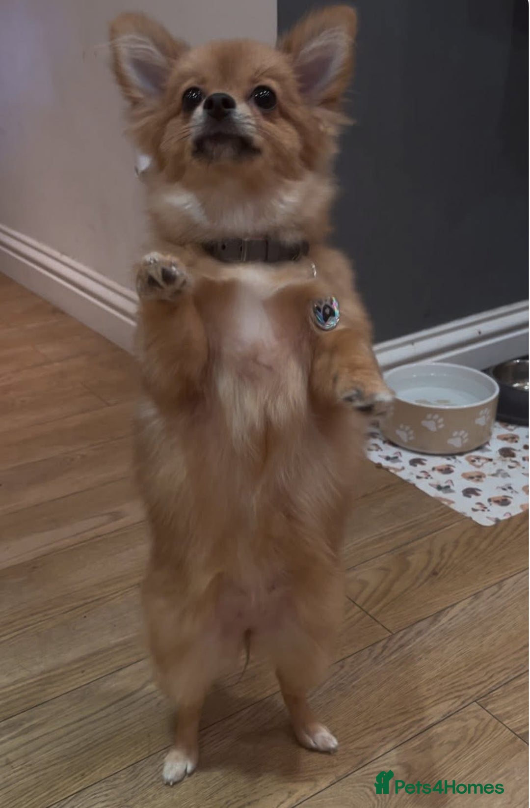 Pomeranian dogs for sale: Beautiful Pomeranian Girl - Image 3