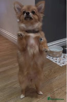 Pomeranian dogs - Advert 1