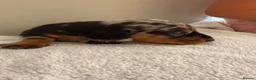 Dachshund dogs for sale: Essex Based Miniature Dachshund Puppies  in Wickford - Advert 5