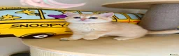 British Shorthair cats for sale: Adorable Golden British Short/longhair Kittens - Advert 9