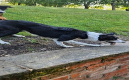 Border Collie dogs for sale: Jess  - Image 4