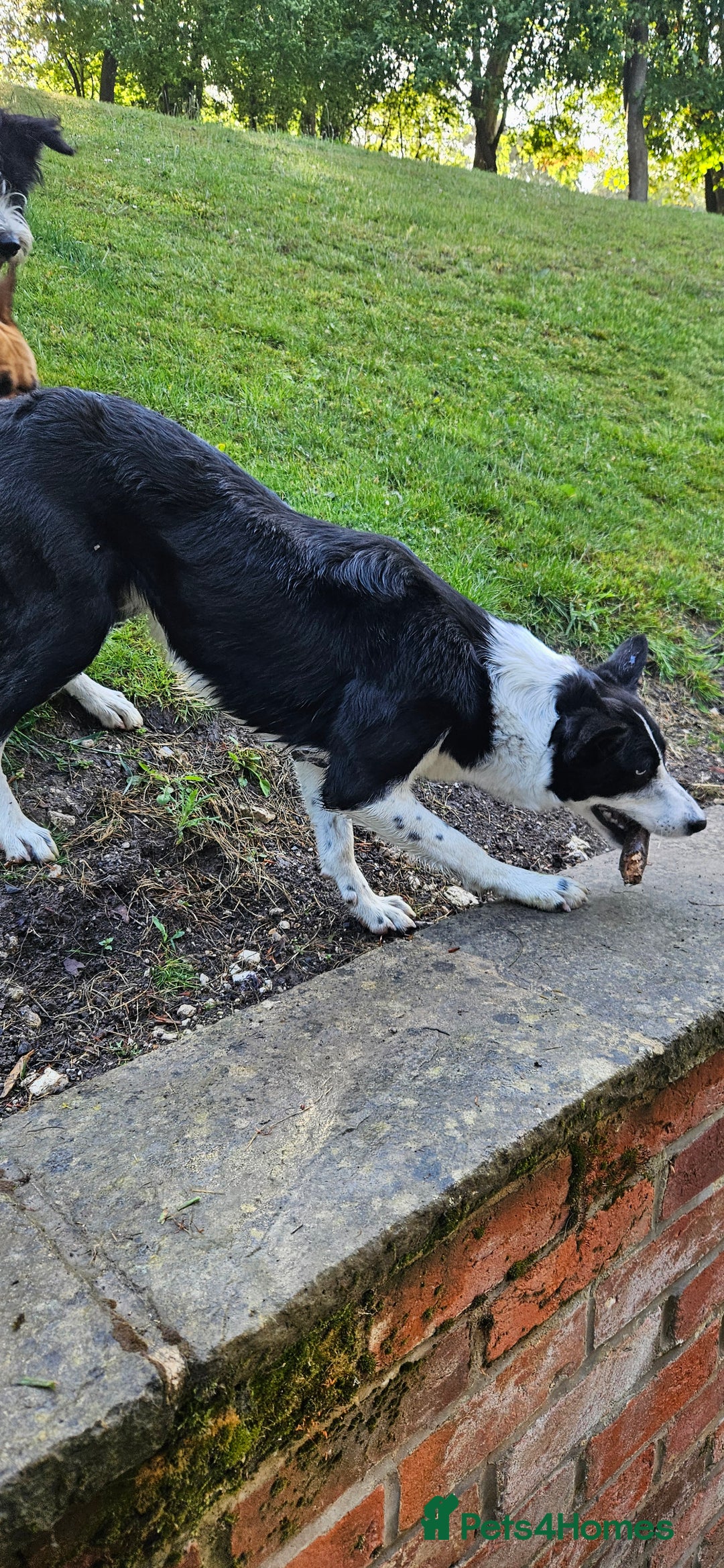 Border Collie dogs for sale: Jess  - Image 4