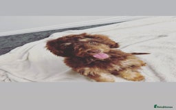 Cockapoo dogs for sale: Quality health tested miniature cockapoo girl! - Image 8