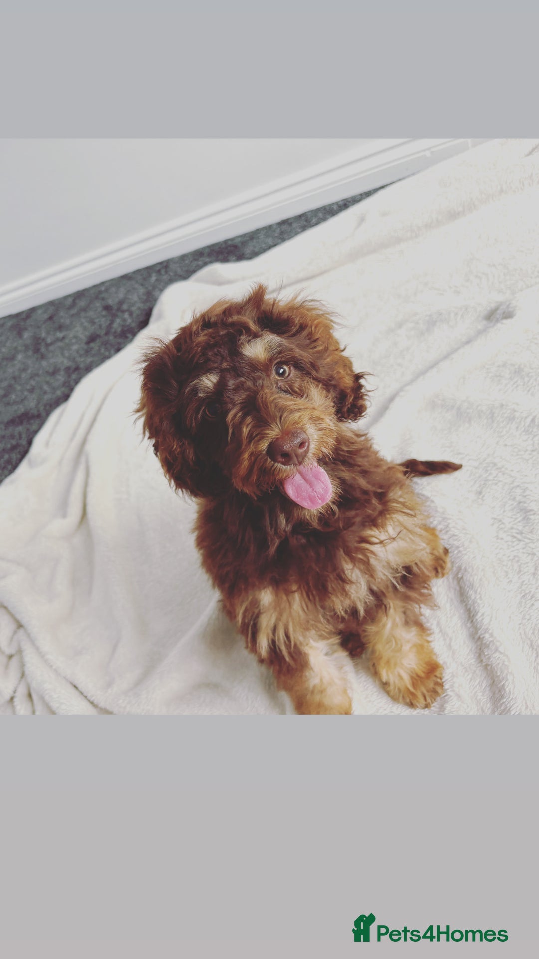 Cockapoo dogs for sale: Quality health tested miniature cockapoo girl! - Image 8