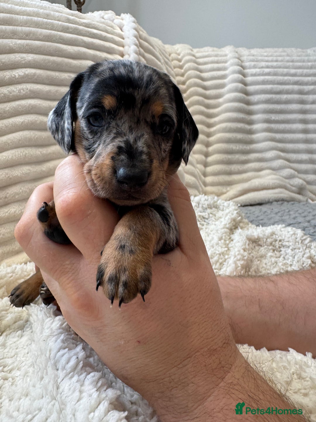 Dachshund dogs for sale: 6 Stunnig Standard Dachshund Puppies - Advert 11