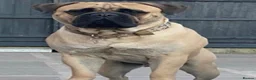 Bullmastiff dogs for sale: Stunning KC Registered Bullmastiff Puppies - Advert 10