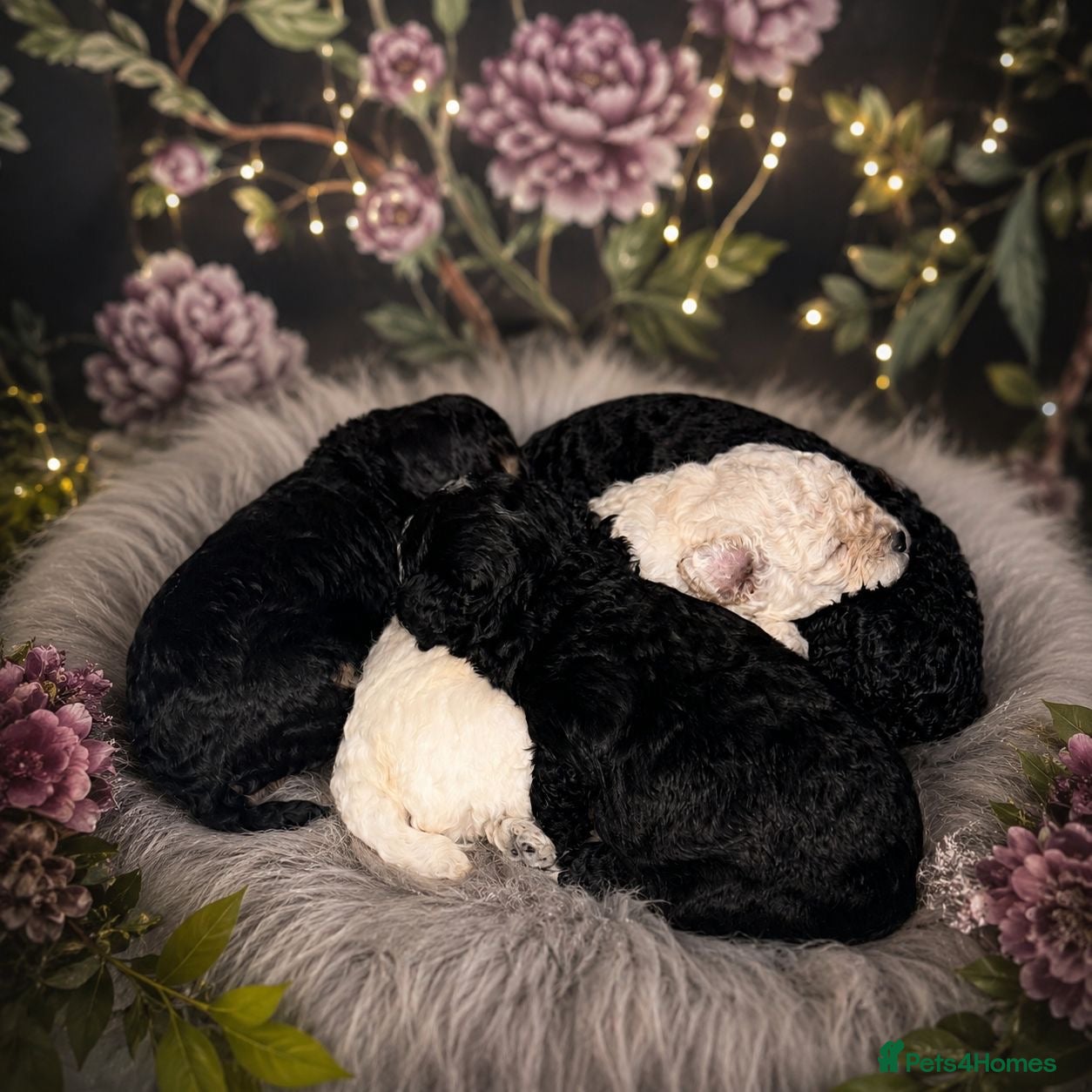 Cavapoochon dogs Exceptional Cavapoochon Boys – Elite Home-Bred - Advert 2