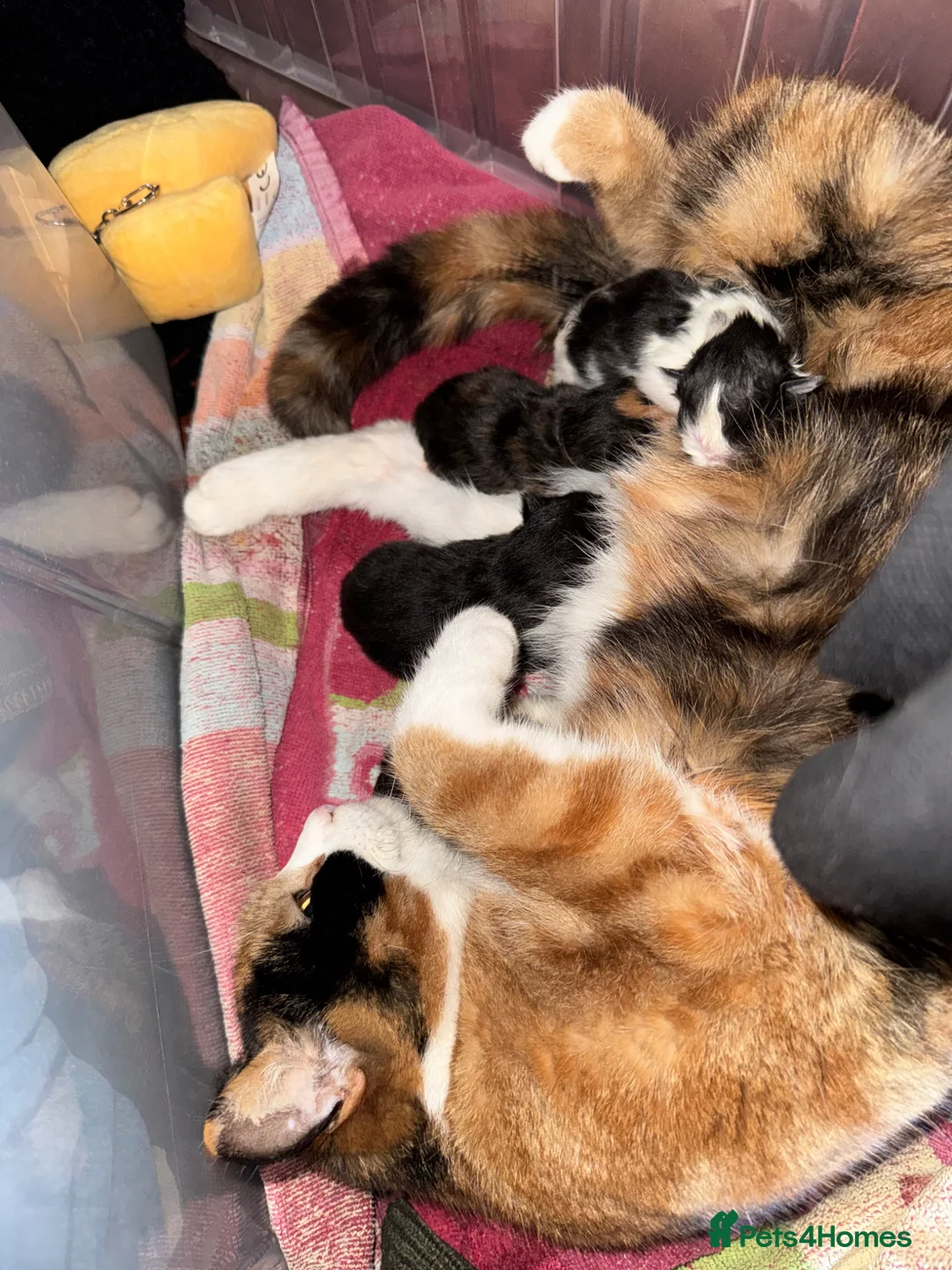Mixed Breed cats for sale: 4 Mixed Breed Kitten Calico mum  - Advert 2