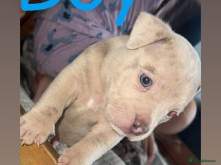 Mixed Breed dogs - Advert 1