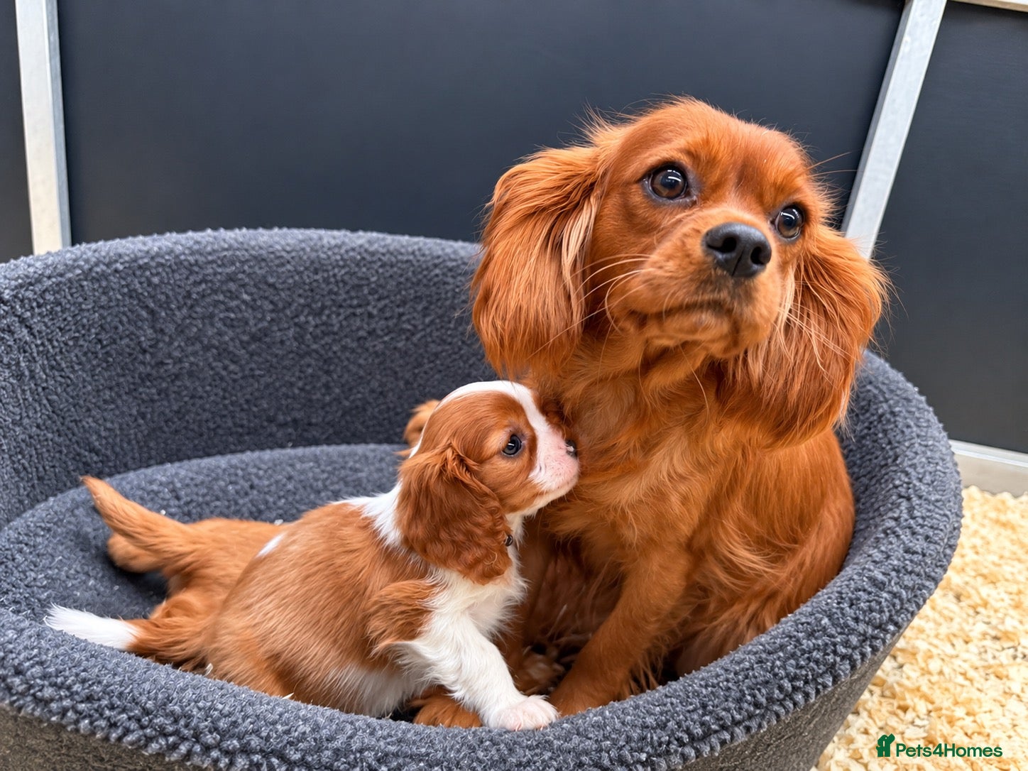 Cavalier King Charles Spaniel dogs Cavalier King Charles Spaniel pups- DAD DNA TESTED - Advert 2