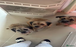 Border Terrier dogs for sale: Pedigree slem clear border terrier - Image 11