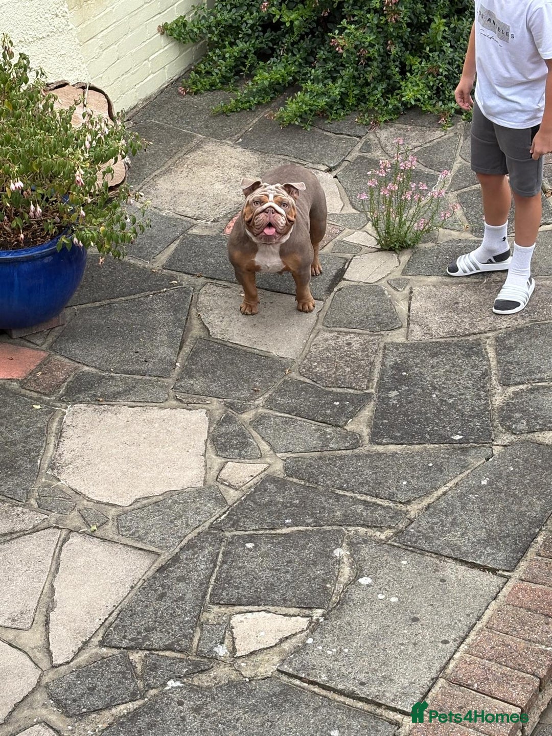 English Bulldog dogs for sale: 🐾 Beautiful English Bulldog  - Image 6
