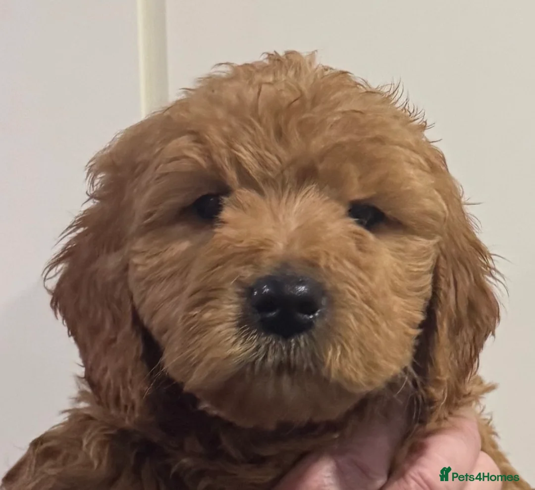 Mini Goldendoodle dogs for sale: Health-checked Happy Fluffy Puppies - Advert 2