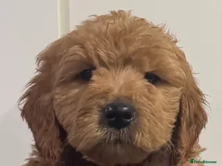 Mini Goldendoodle dogs Health-checked Happy Ladies - Advert 11