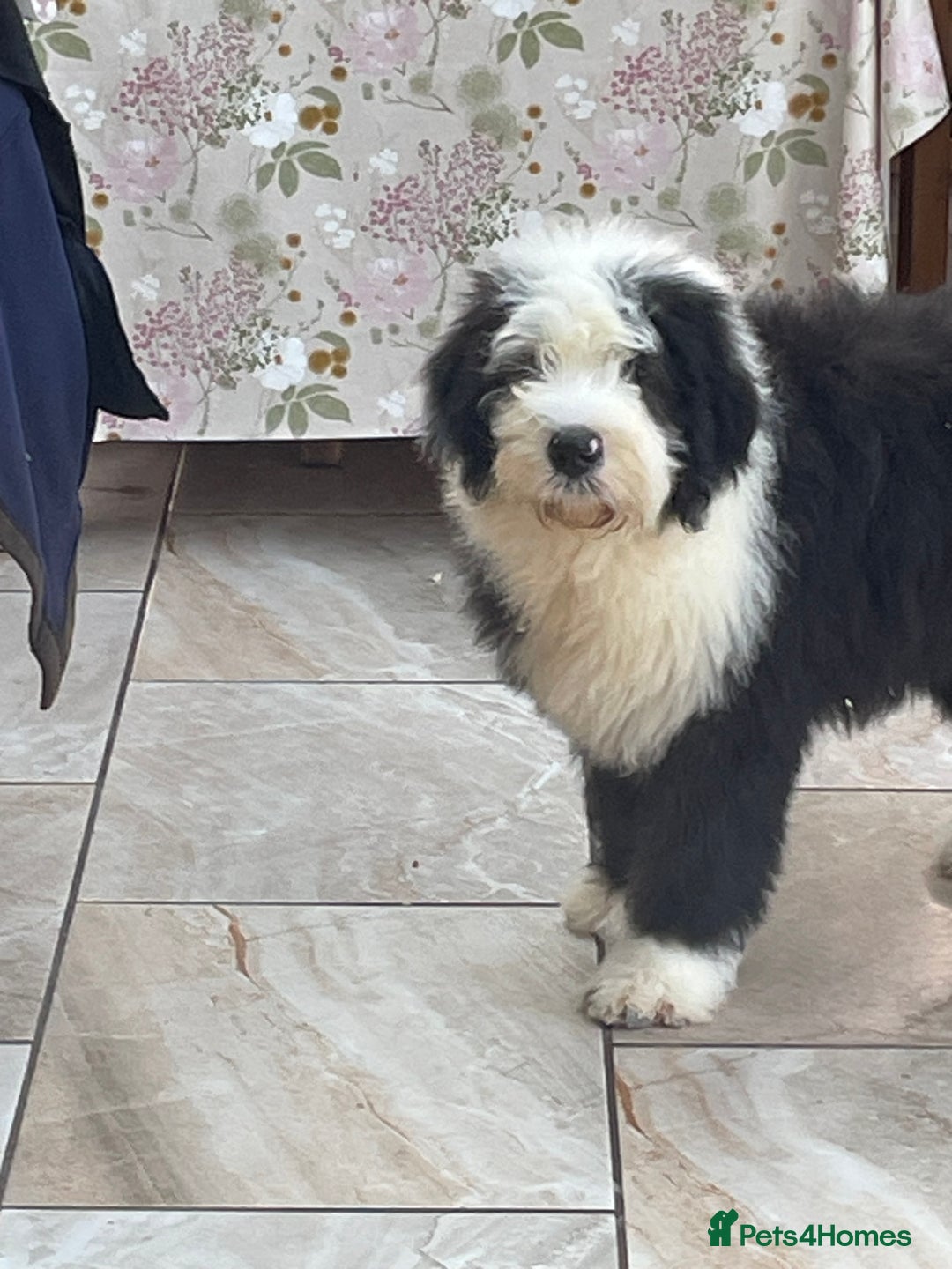 Old English Sheepdog dogs for sale: Old English sheep dogs kc  - Advert 19