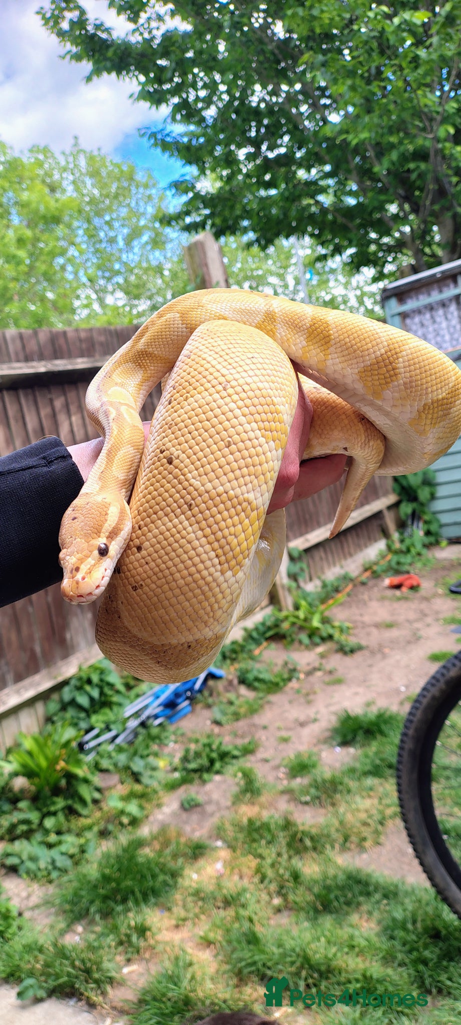 Python Snake reptiles Banana Ghi ball python  - Advert 2