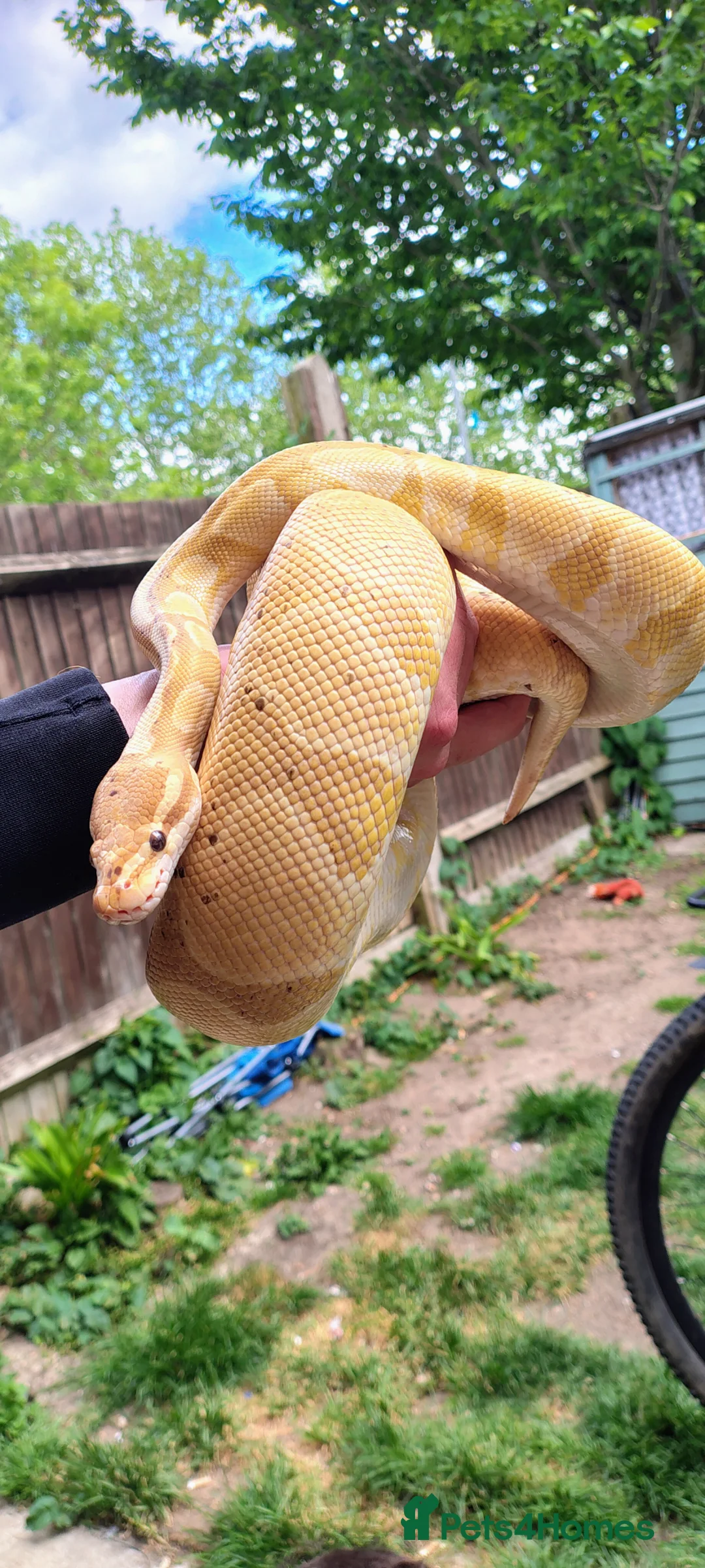 Python Snake reptiles for sale: Banana Ghi ball python  - Advert 2