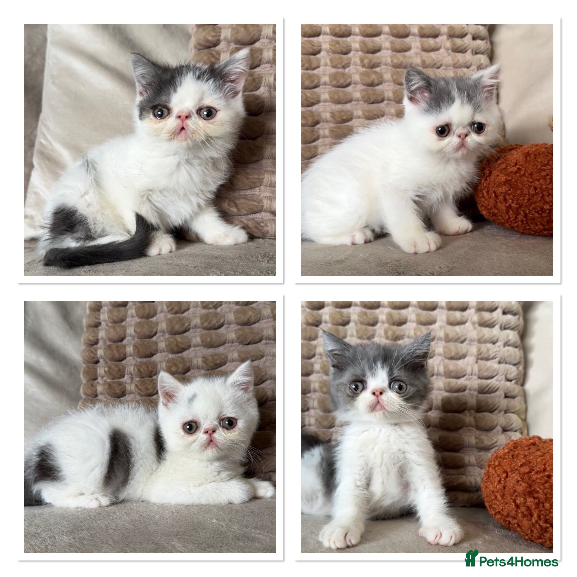 Exotic cats Ready to leave! 4 exotic shorthair boys  - Advert 1