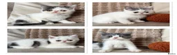 Exotic cats for sale: Ready to leave! 4 exotic shorthair boys  - Advert 1