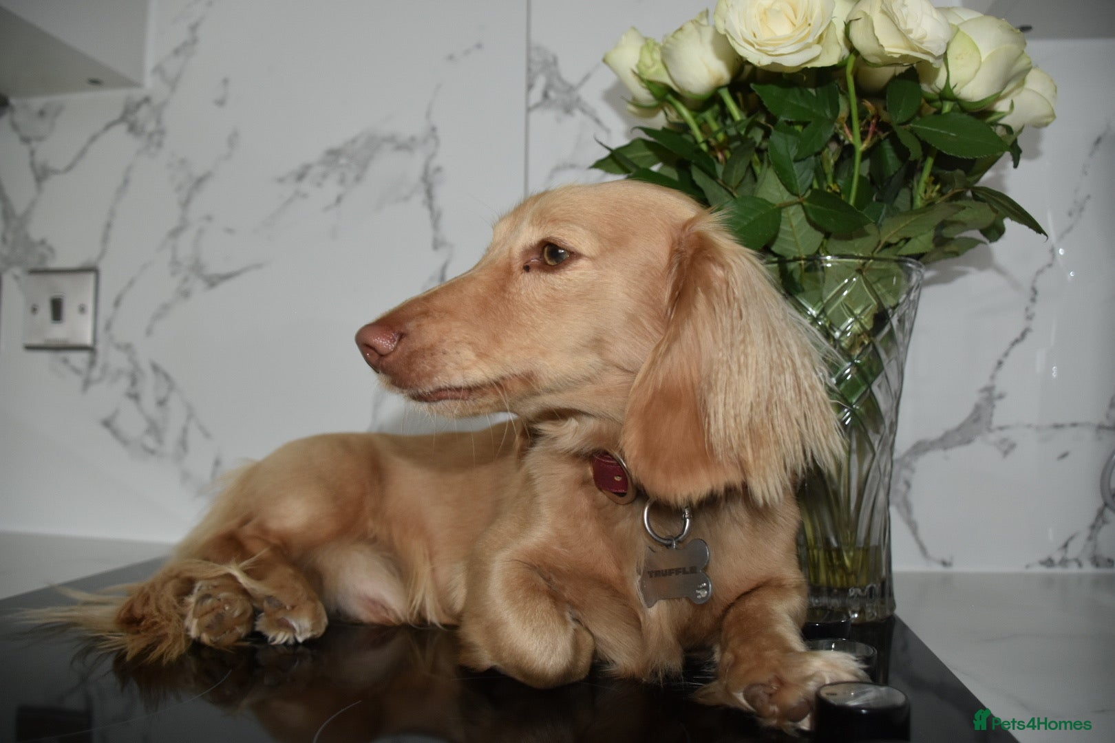 Miniature Dachshund dogs KC Registered Cream Long Haired Dachshund Stud - Advert 24