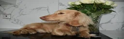 Miniature Dachshund dogs for stud: KC Registered Cream Long Haired Dachshund Stud - Advert 1