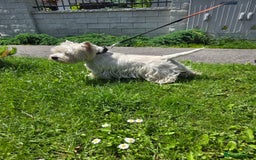 West Highland Terrier dogs for sale: West Highland Terrier Puppies - Image 3
