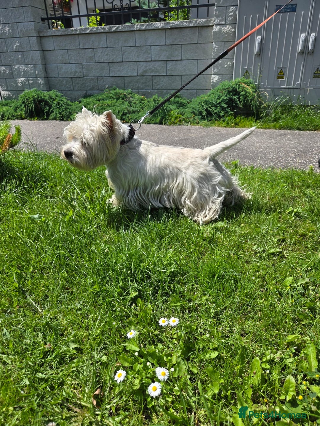 West Highland Terrier dogs for sale: West Highland Terrier Puppies - Image 3