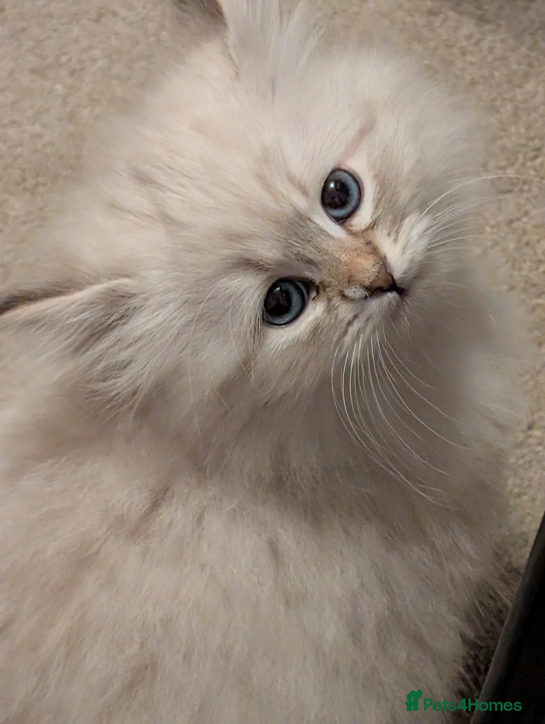 Siberian cats for sale: Beautiful Siberian cats - Advert 2