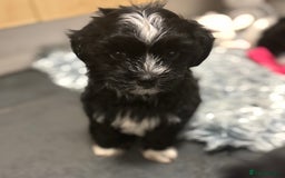 Mixed Breed dogs for sale: READY NOW,super cute maltese/chinese crested pups - Image 8