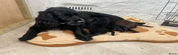 Cockerdor dogs for sale: Beautiful Cockador puppies.  in Crediton - Advert 8