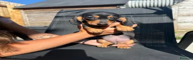 Miniature Dachshund Puppy 3