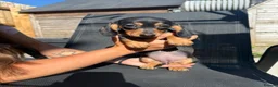 Miniature Dachshund dogs for sale: READY TO LEAVE!!! - Advert 5