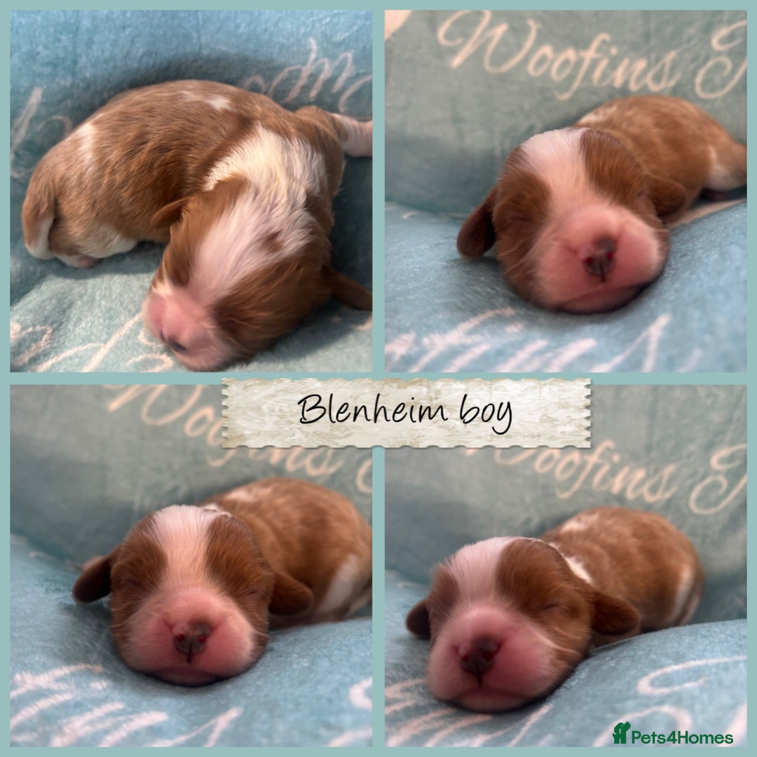 Cavalier King Charles Spaniel dogs for sale: 💛Beautiful Cavalier King Charles Spaniels💛 - Advert 4