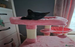 Domestic Shorthair cats for sale: Black kitten - Image 4