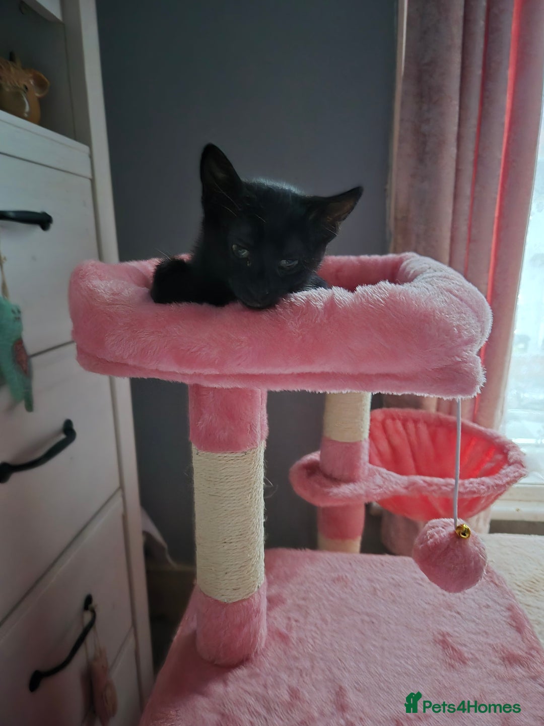 Domestic Shorthair cats for sale: Black kitten - Image 4
