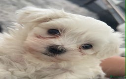 Maltese dogs for sale: Stunning Maltese pups for sale ready to go - Image 4