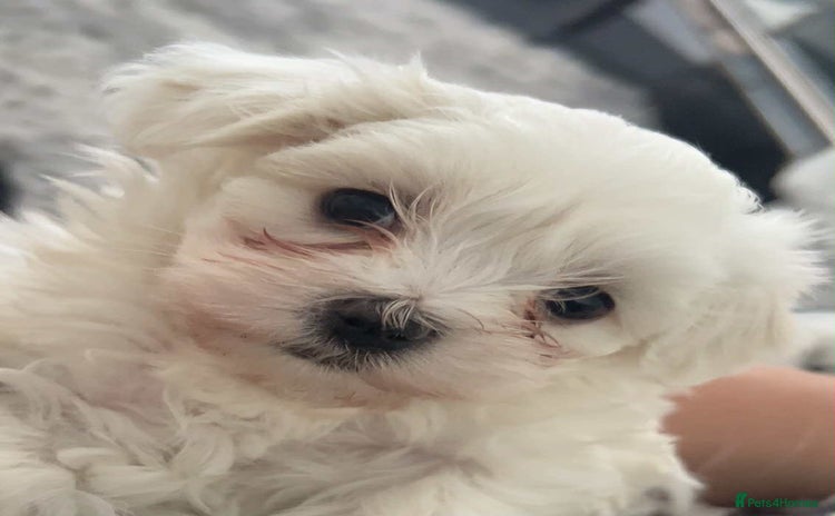 Maltese dogs - Advert 5