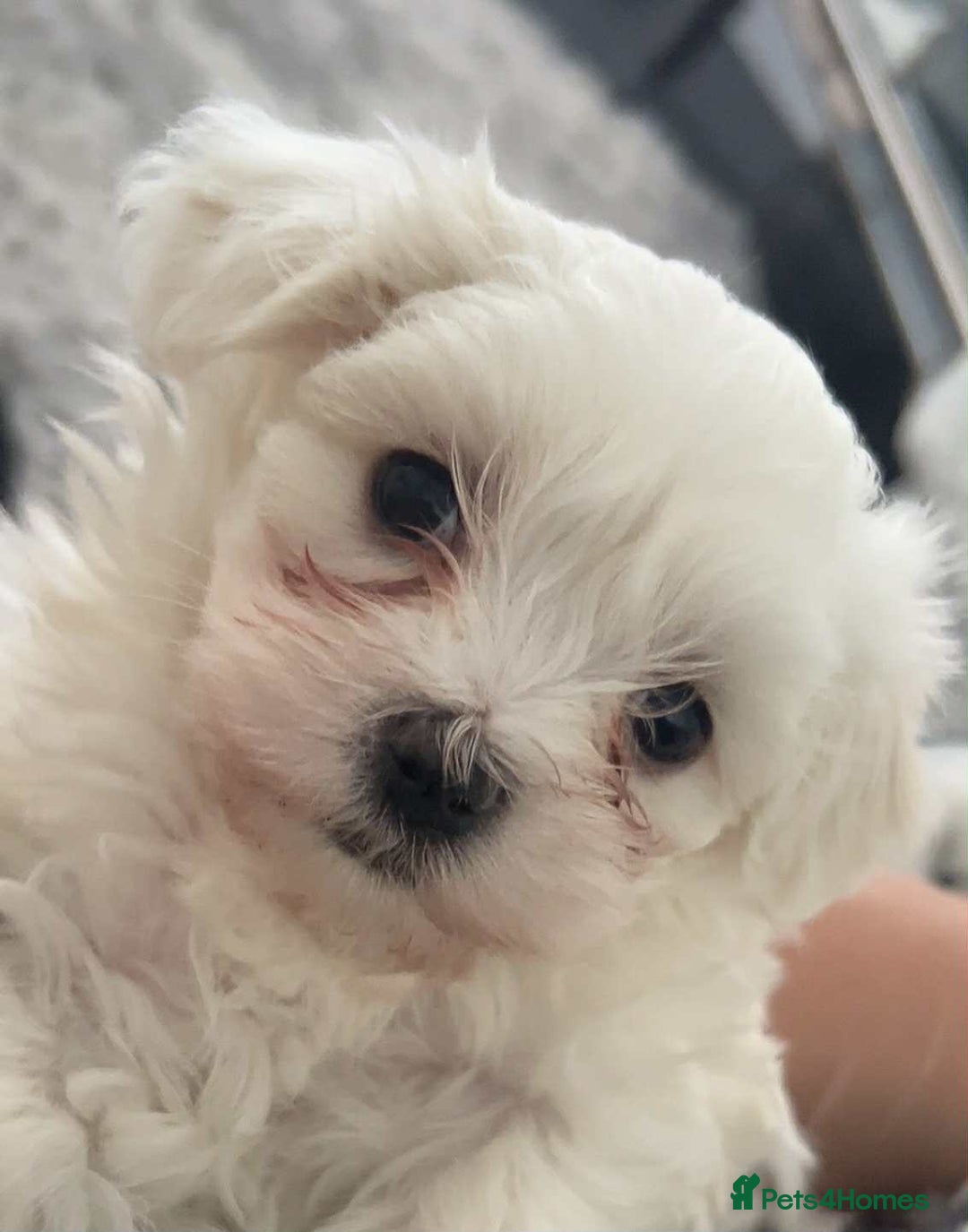 Maltese dogs for sale: Stunning Maltese pups for sale ready to go - Image 4