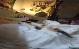 Domestic Shorthair cats for sale: Female domestic short haired kitten - Image 3