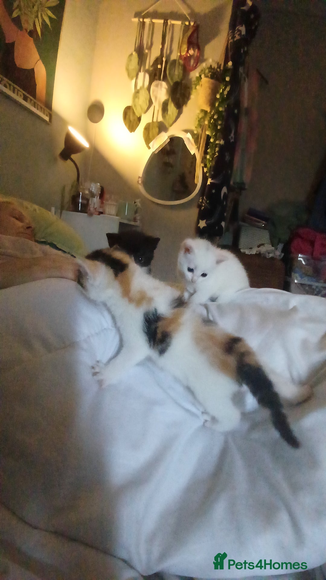 Domestic Shorthair cats for sale: Female domestic short haired kitten - Image 3