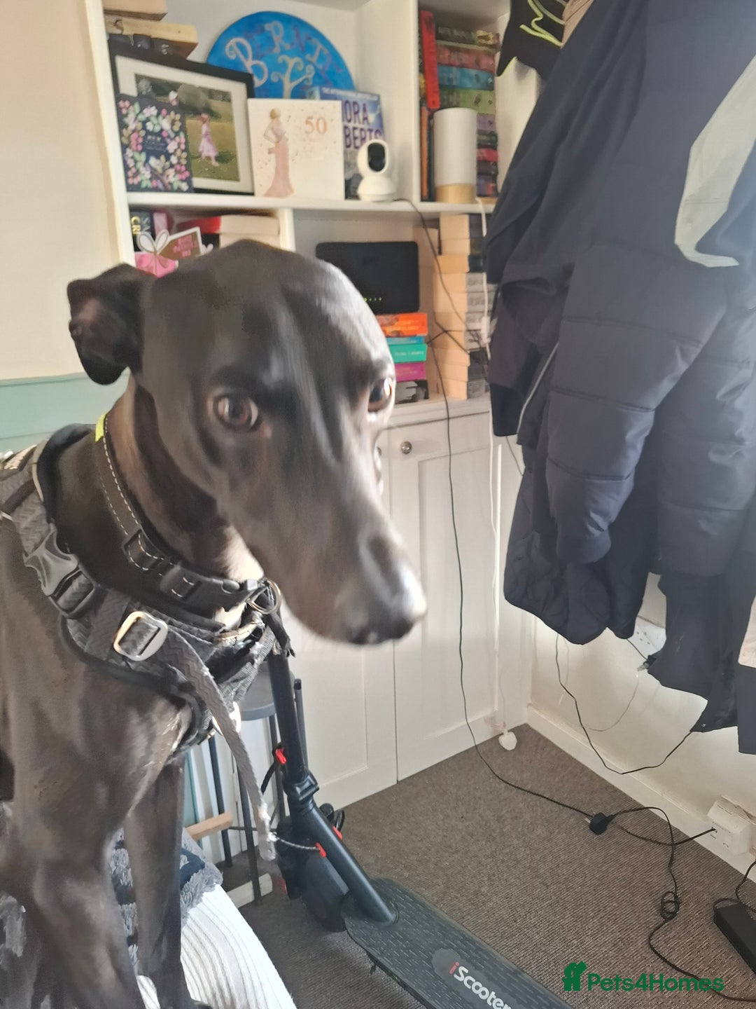 Lurcher dogs for stud: Adorable lurcher for stud - Image 3