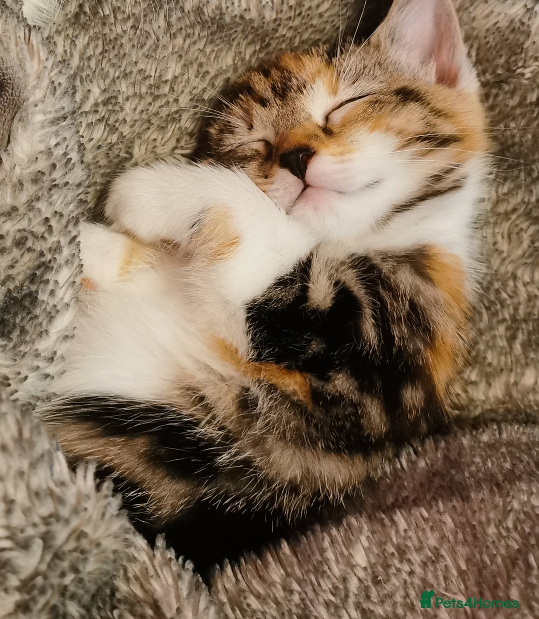 Domestic Shorthair cats for sale: 3 kittens for sale  - Advert 5